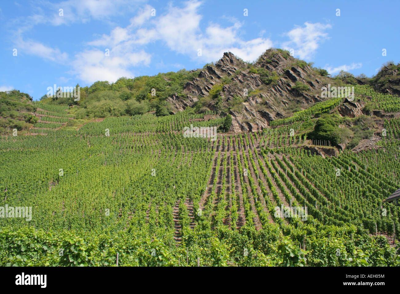 Vineyard Ahr Valley Rhineland Palatinate Germany Europe Stock Photo