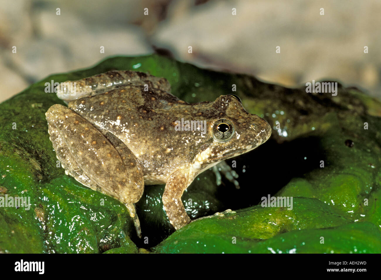 Blanchard's Cricket Frog Stock Photo Alamy