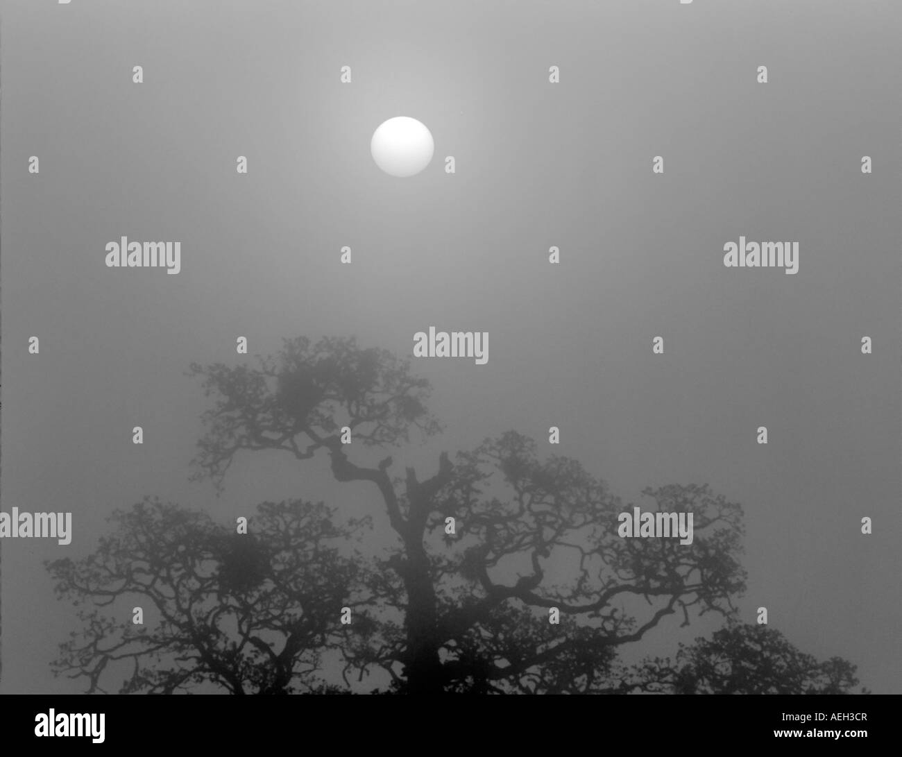 Oak tree with fog and sunrise Finley Wildlife Refuge Oregon Stock Photo