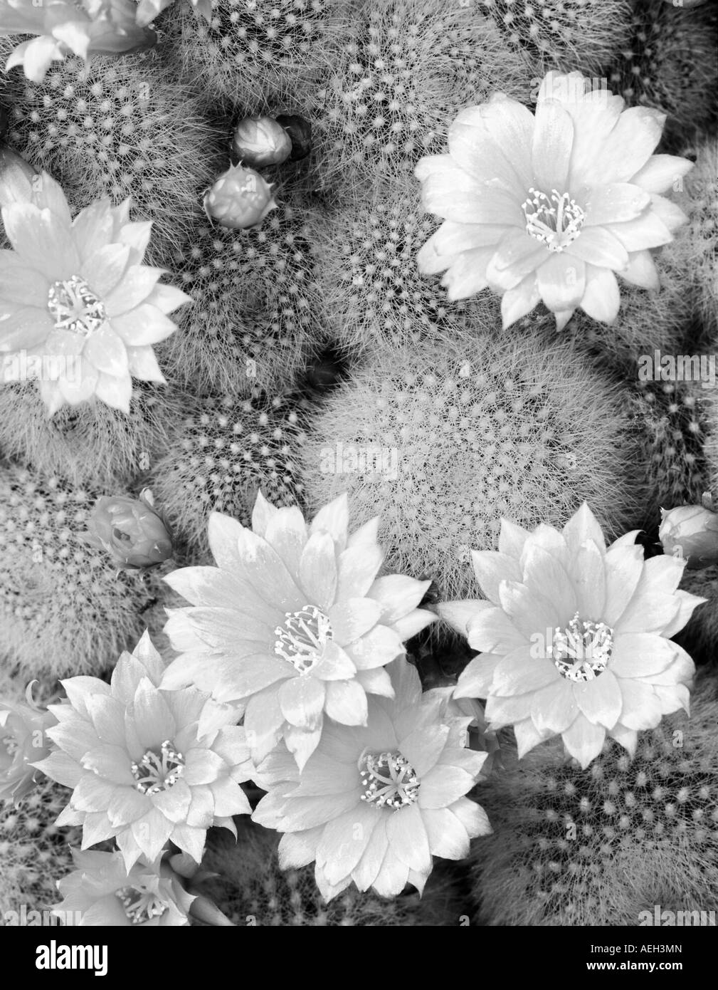 Unidentified cactus flowers Gaiser Conservatory Manito Park Washington Stock Photo