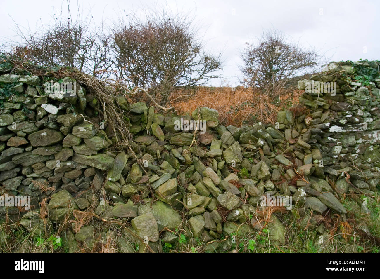 Delapidated stone wall on Devon farmland Stock Photo
