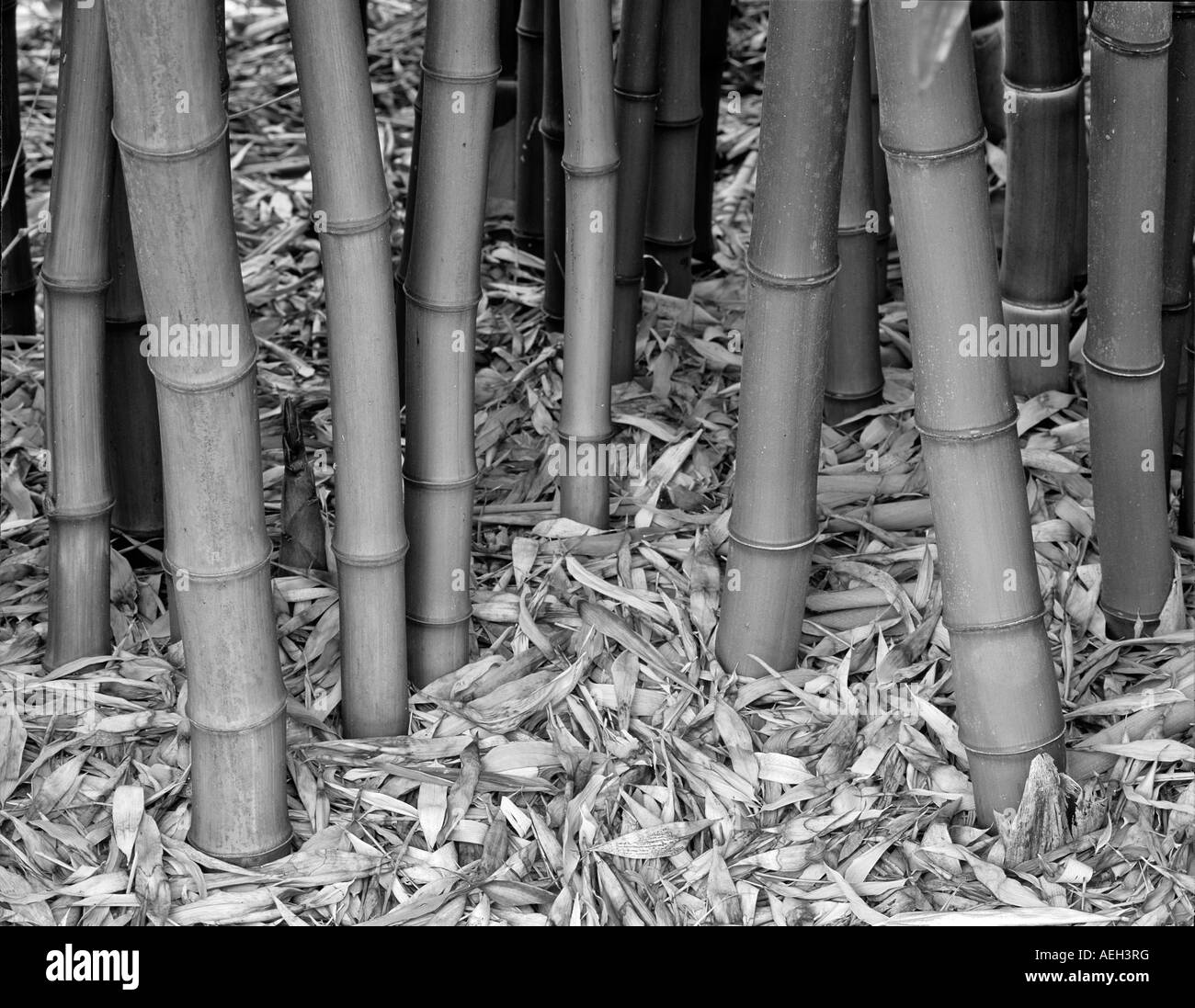 Bamboo trunks Northwest Garden Nursery Eugene Oregon Stock Photo