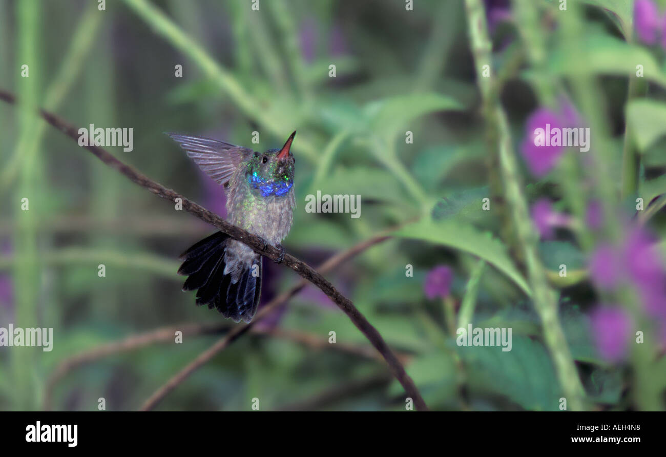 Blue-chested Hummingbird Stock Photo