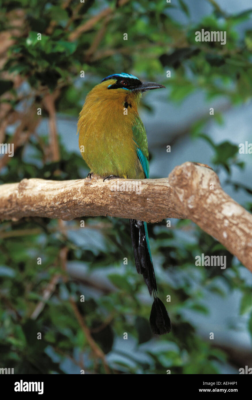 Blue-crowned Motmot Stock Photo