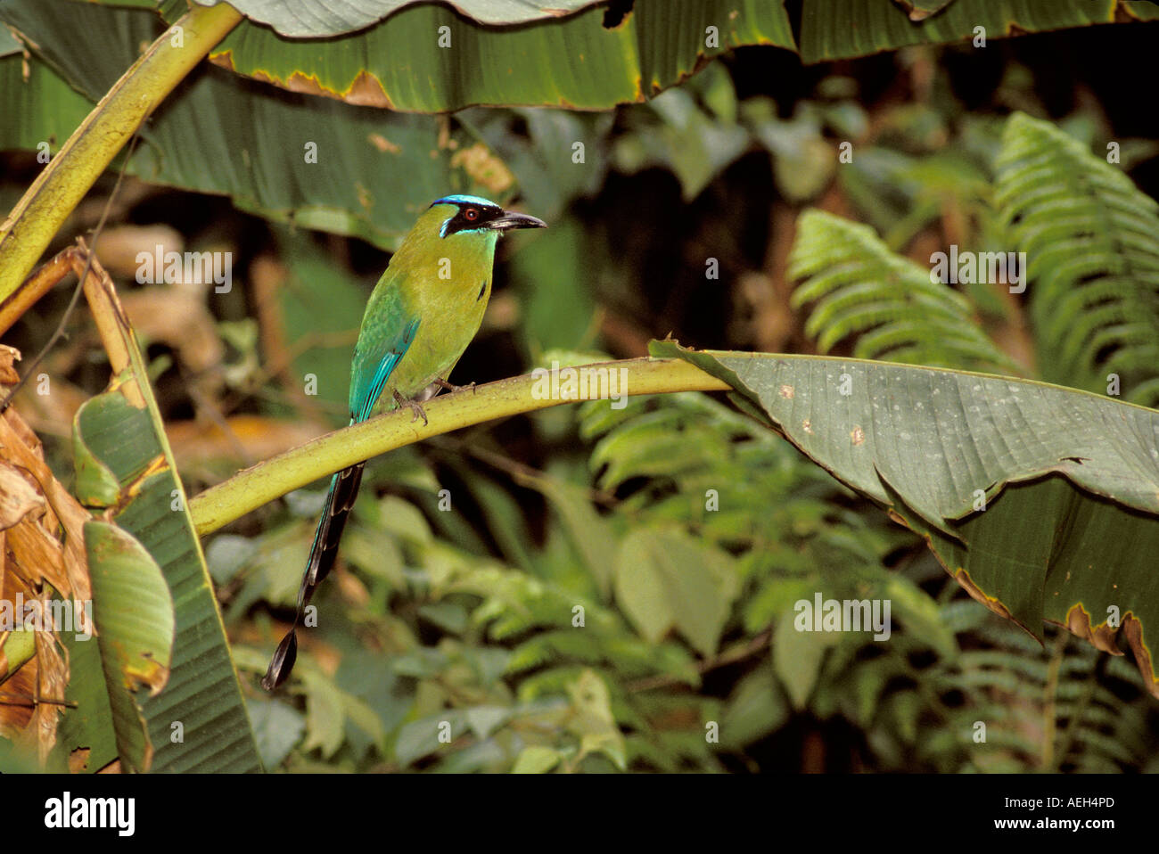 Blue-crowned Motmot Stock Photo