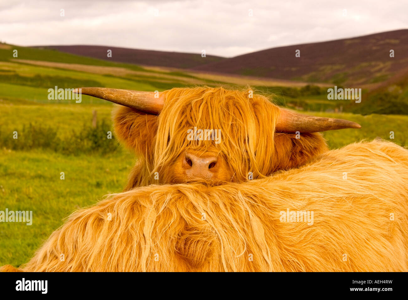 Highland cow, Scotland Stock Photo Alamy