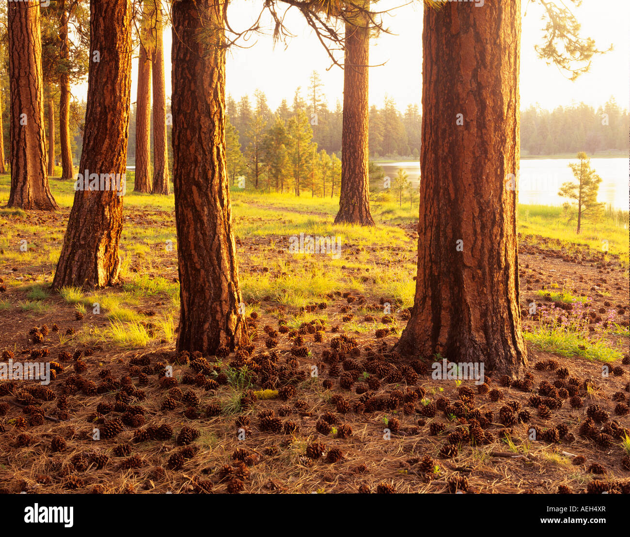 Old growth Ponderosa Pine Pinus ponderosa Delentment Lake Oregon Stock
