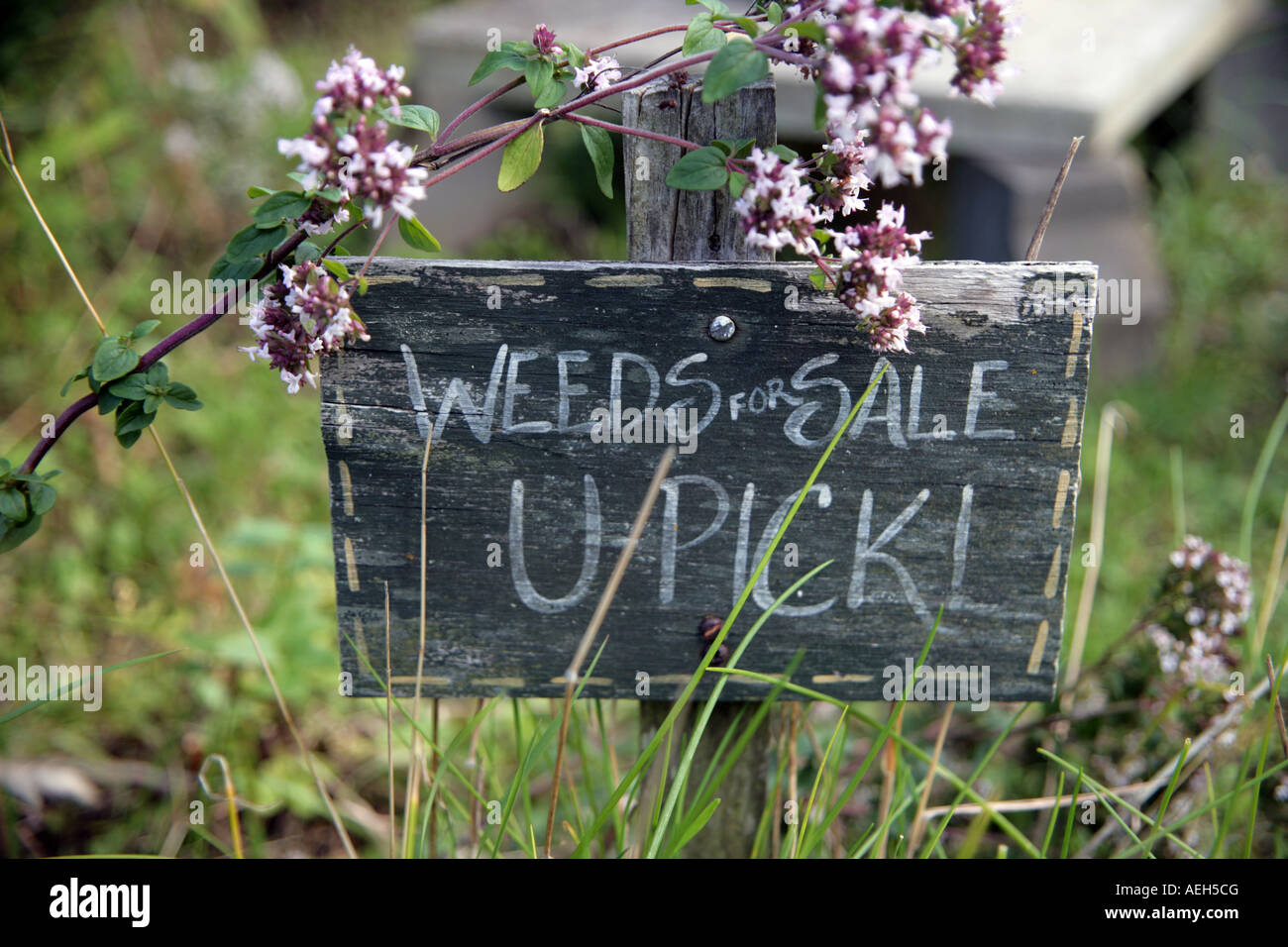 Weeds for Sale You Pick sign Stock Photo