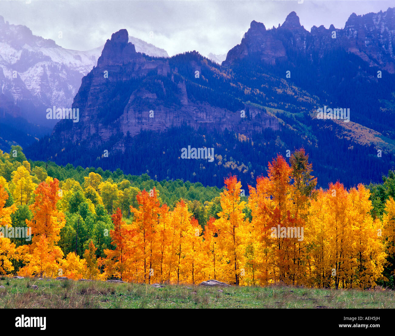Aspen trees in fall color with storm clouds Uncompahgre National Forest Colorado Stock Photo