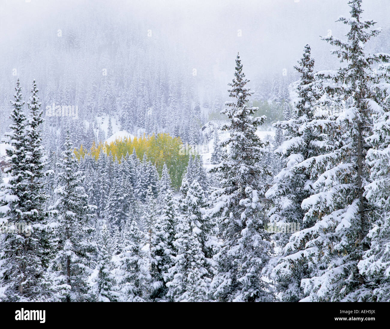 San juan national forests hi-res stock photography and images - Alamy