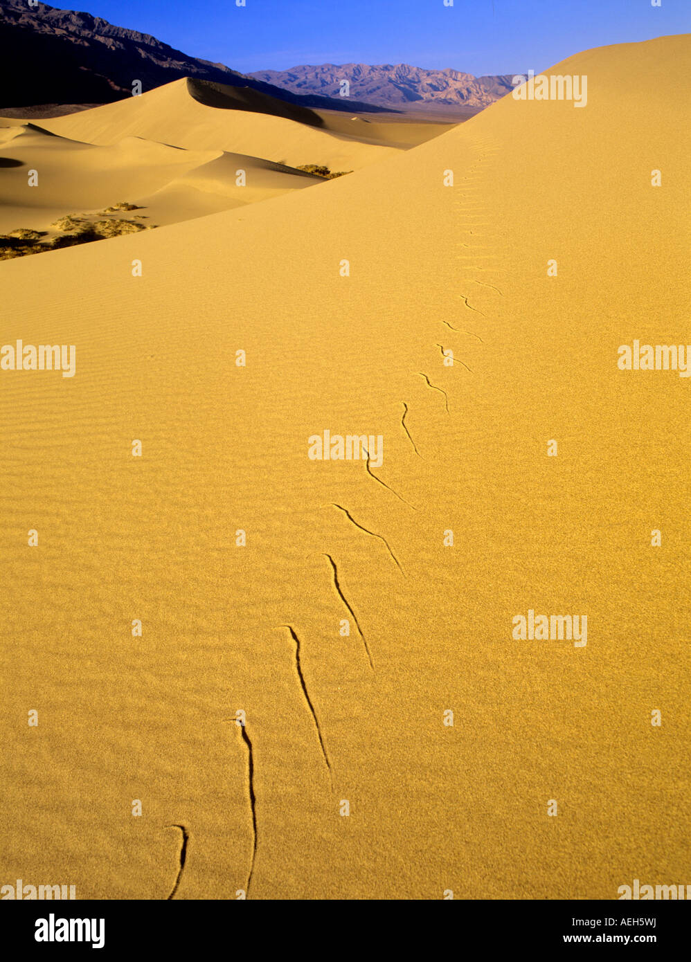 Snake tracks on sand dune Death Valley National Park California Stock Photo