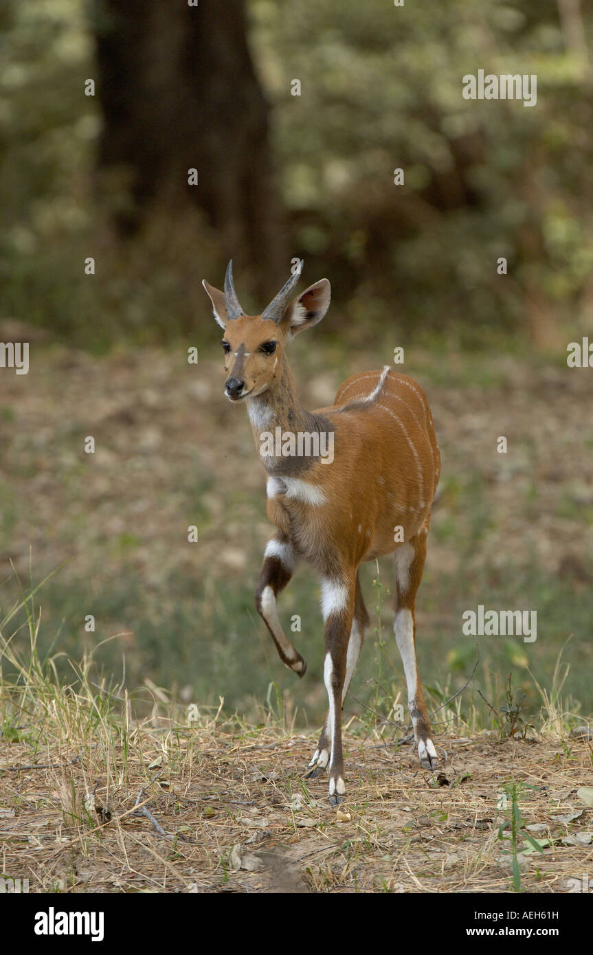 Bushbuck Tragelaphus scriptus South Luangwa National Park Zambia stomping hoof in alarm Stock Photo