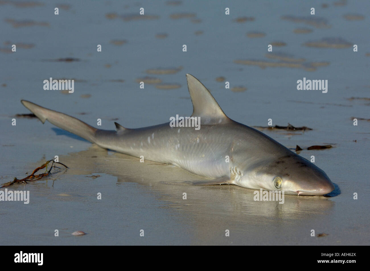 Dead Shark washed up onto the beach Florida USA Stock Photo Alamy