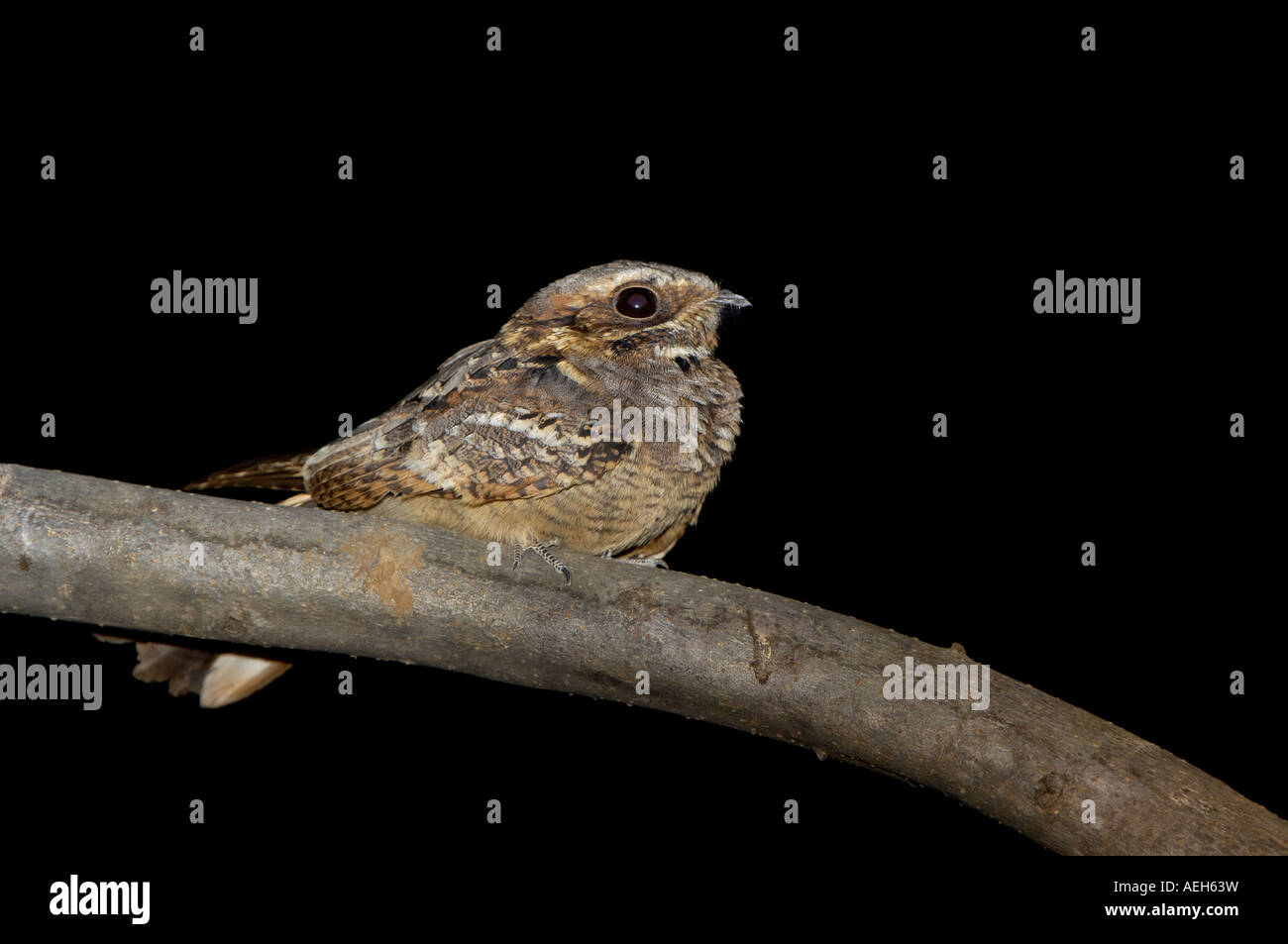 Fiery necked Nightjar Caprimulgus pectoralis perched on branch South Luangwa National Park Zambia Stock Photo