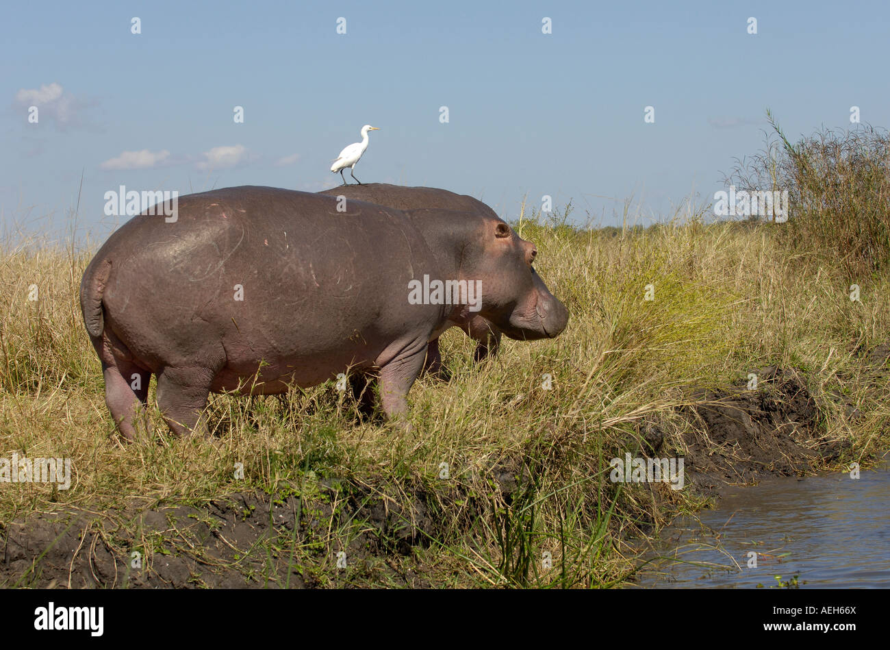 Hippopotamus Hippopotamus amphibius Shire River Malawi adult on riverbank during the day with cattle egret on back Stock Photo