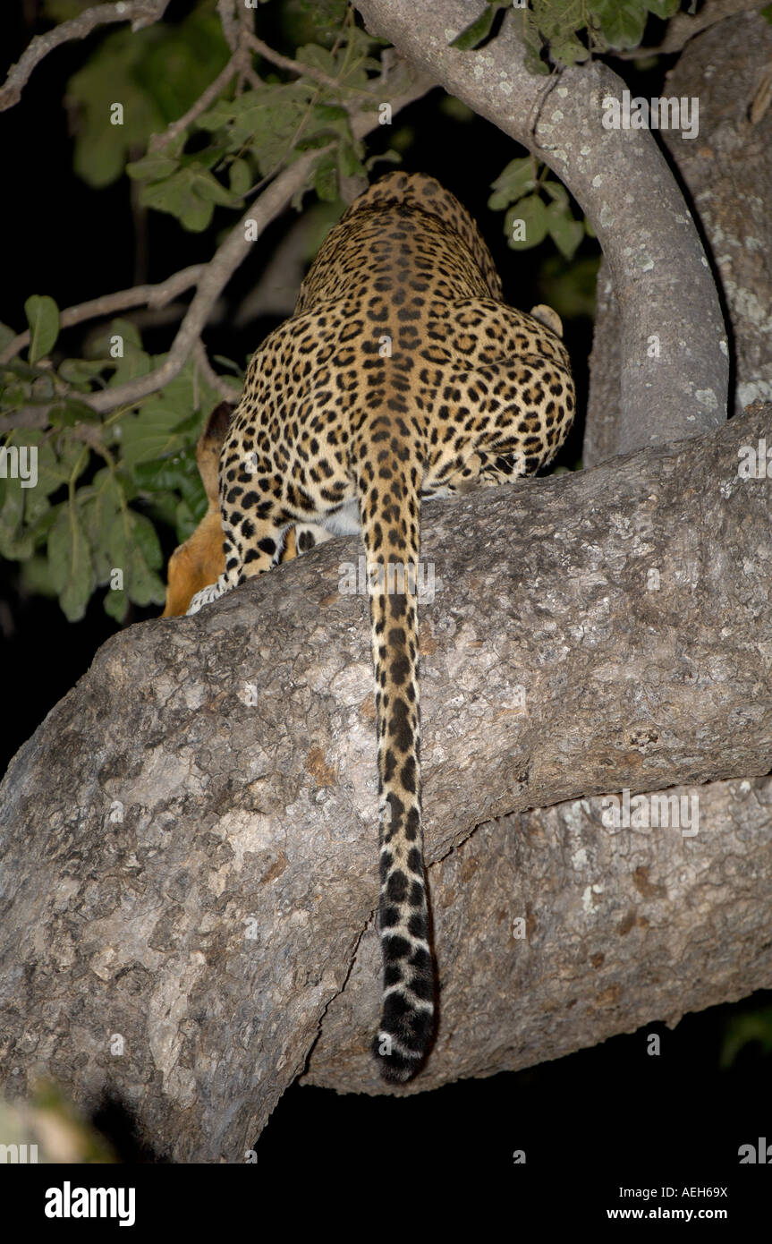 Leopard Panthera pardus South Luangwa National Park Zambia in tree at ...