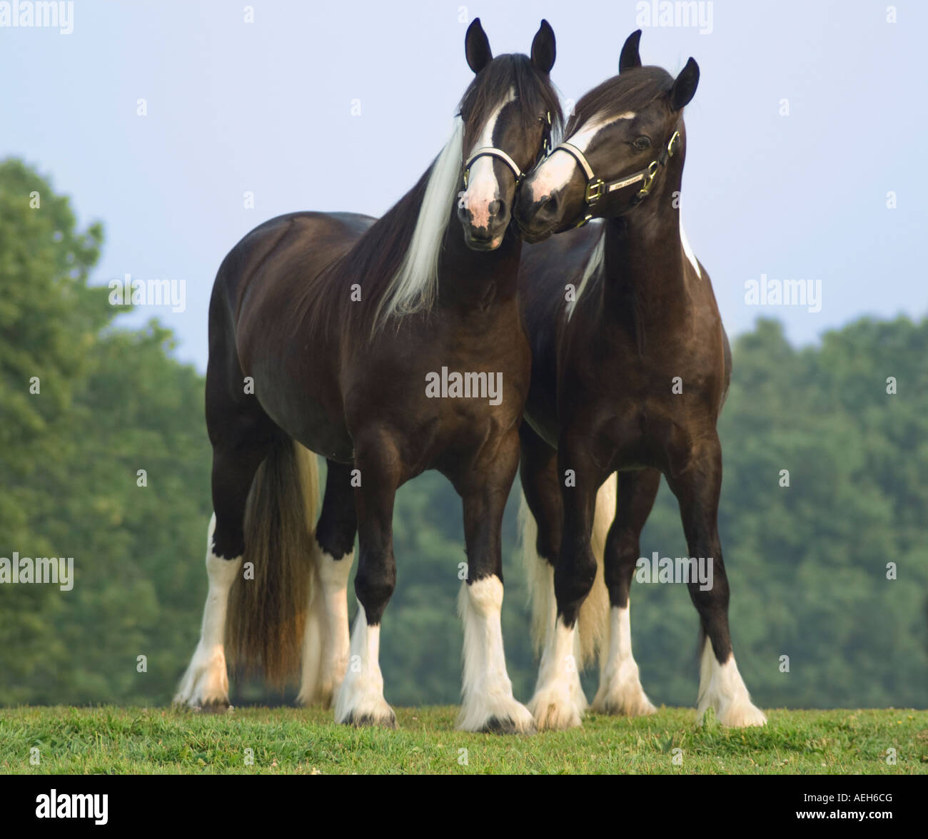 Gypsy Vanner Horse fillies Stock Photo