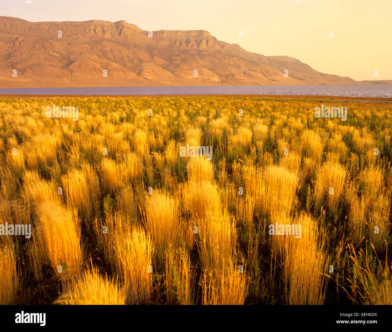 Fall colored grasses on edge of Hart Lake with Hart Mountain Oregon Stock Photo