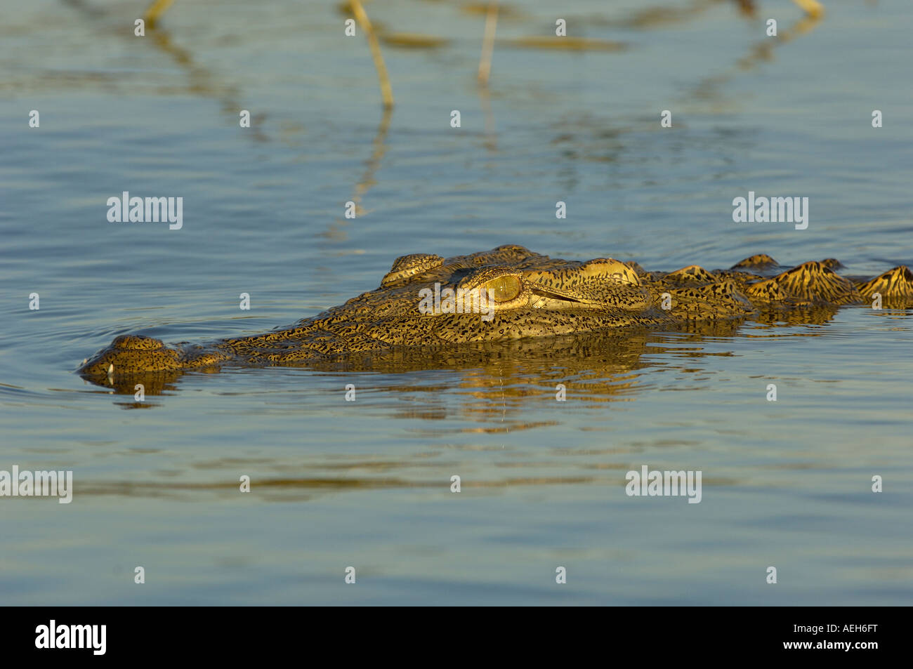 Nile Crocodile Crocodylus niloticus Shire River Malawi Stock Photo