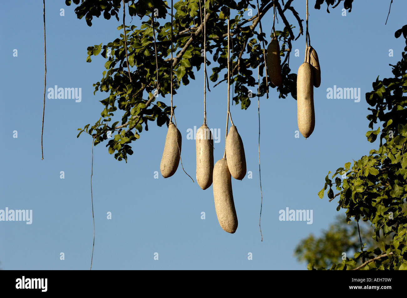 Sausage Tree Kigelia pinnata fruits South Luangwa National Park Zambia Stock Photo