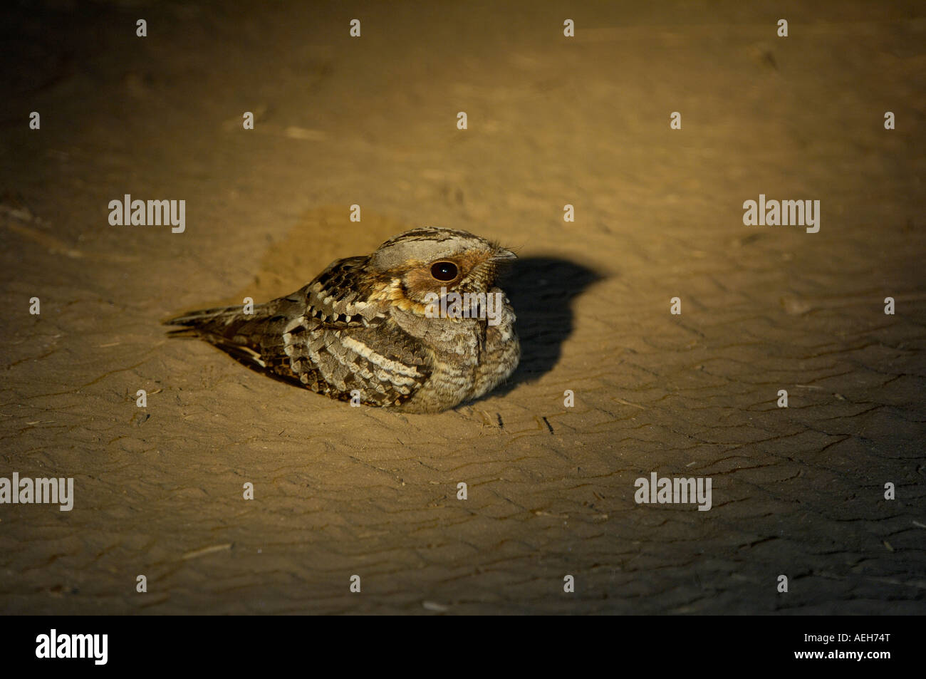 Square tailed or Mozambique Nightjar Caprimulgus fossii South Luangwa National Park Zambia resting on ground Stock Photo