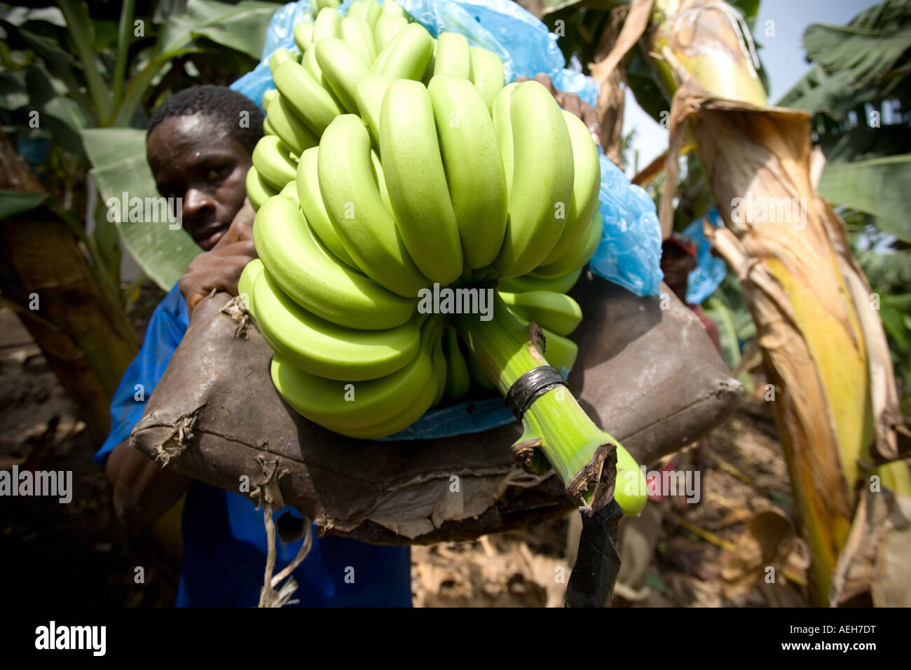 Harvest bananas africa hires stock photography and images Alamy
