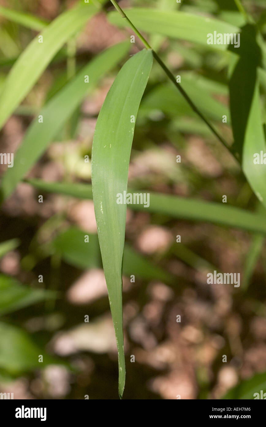 Broadleaf Uniola grass Stock Photo Alamy