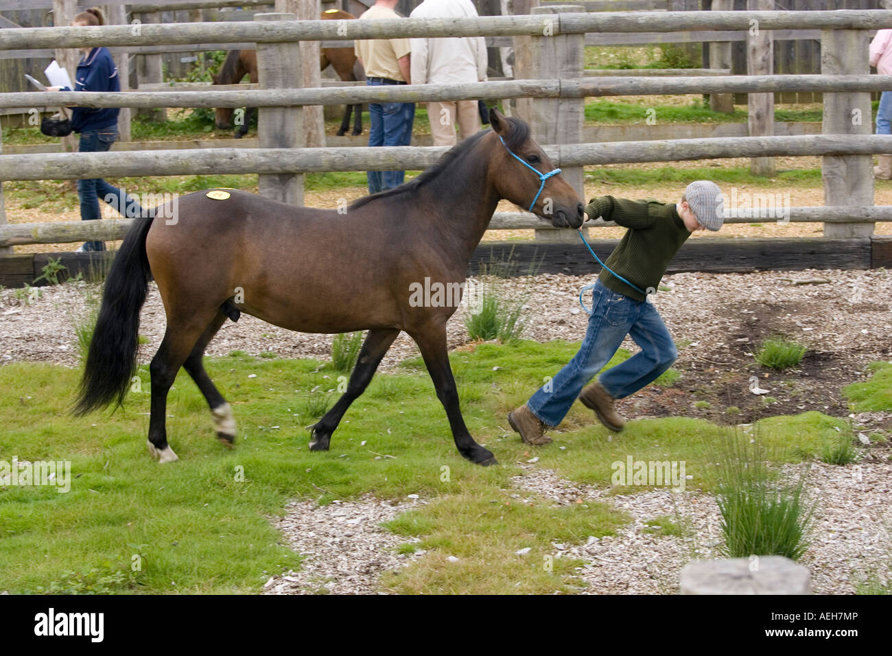 Boy showing pony at New Forest Pony Sales Hampshire England UK Stock Photo Alamy