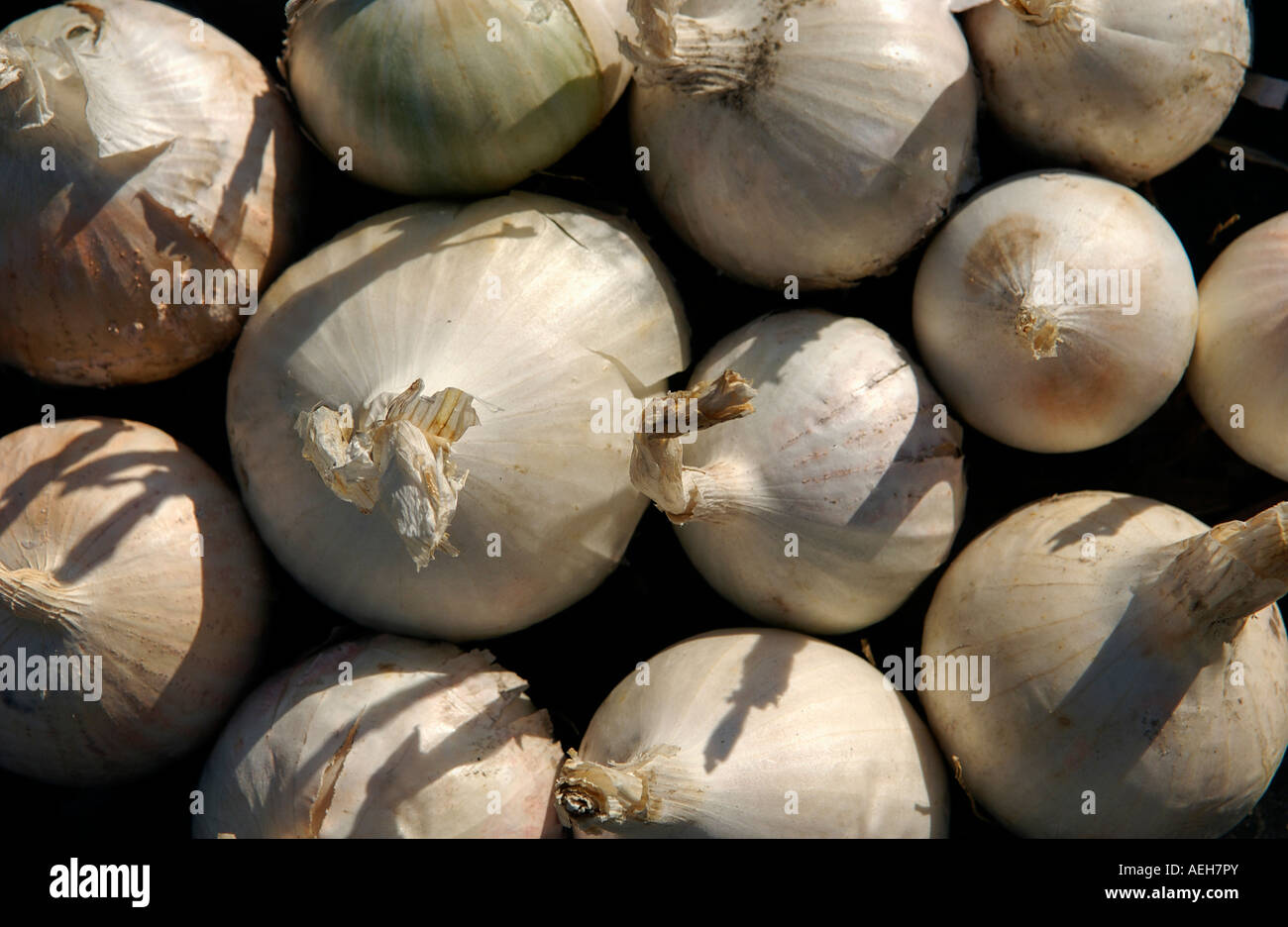White onions hi-res stock photography and images - Alamy