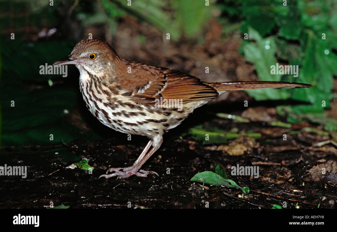 Brown thrasher bird hi-res stock photography and images - Alamy