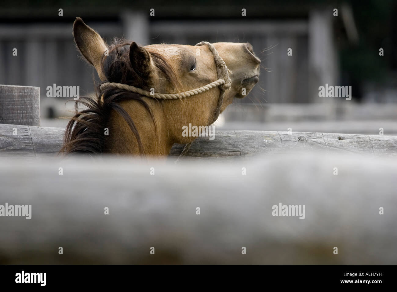 Horse in pen New Forest Pony Sales Hampshire England UK Stock Photo Alamy