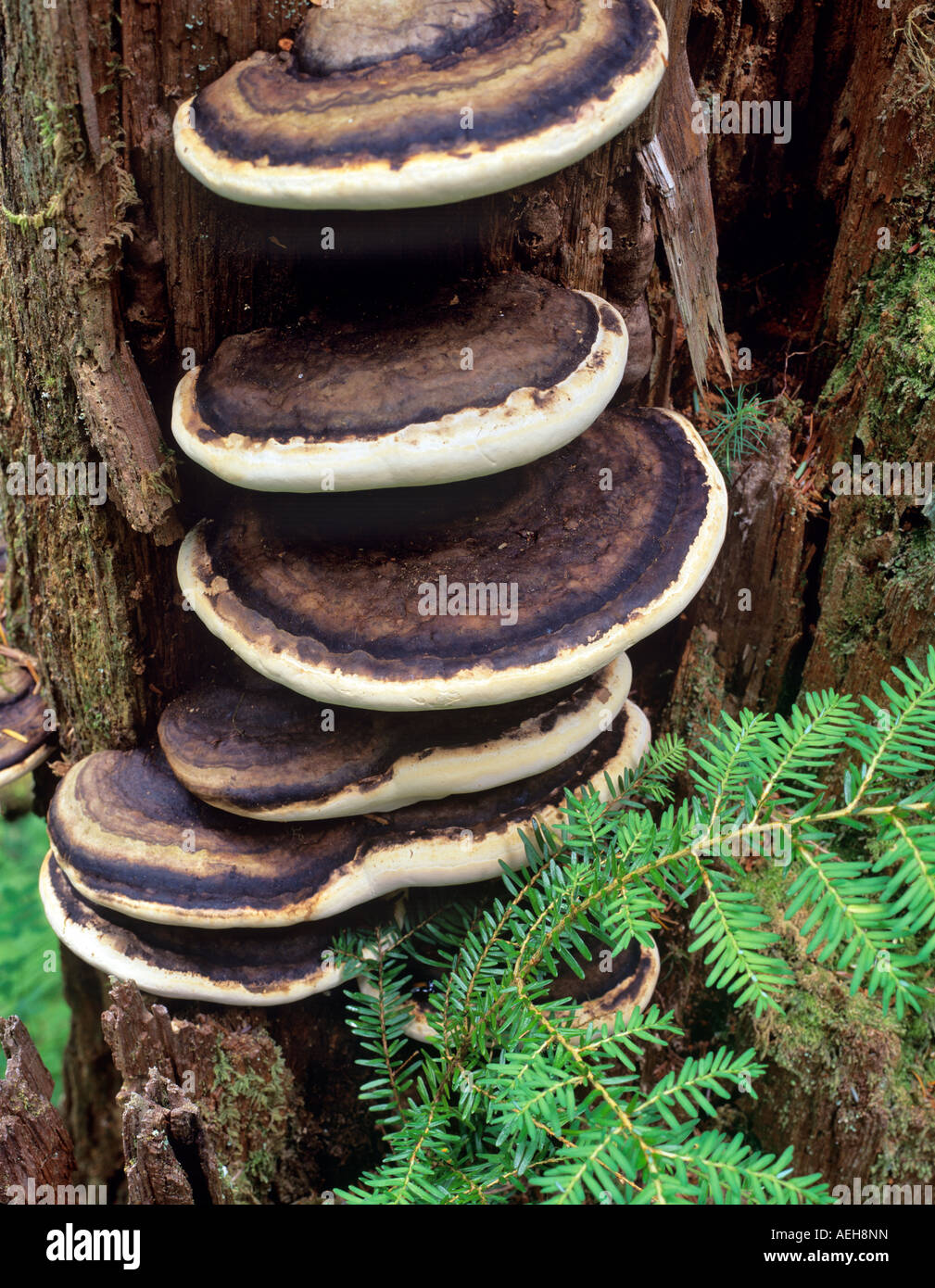 Shelf fungus and Hemlock tree Olympic National Park Washington Stock