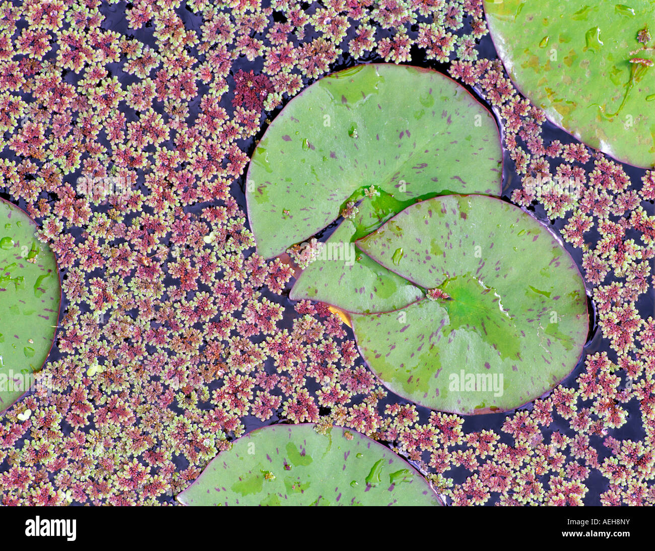 Water lily leaves Near Alvadore Oregon Stock Photo Alamy