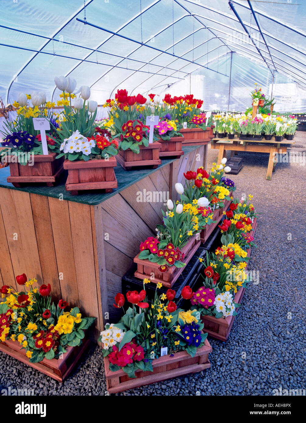 Flower display at Oregon Coast Greenhouses Garden Center Oregon Stock Photo