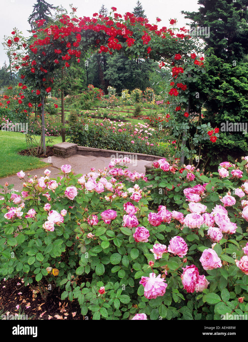 Rose arbor International Rose Test Gardens Portland Oregon Stock Photo