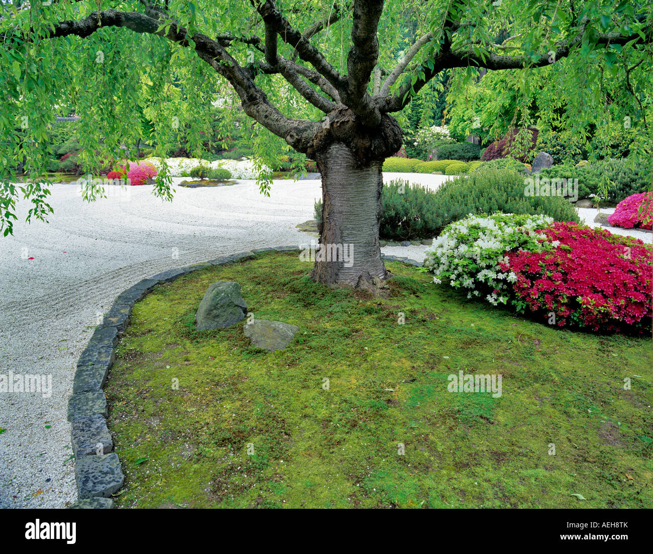Blooming azaleas and white rock Japanese Gardens Portland Oregon Stock ...