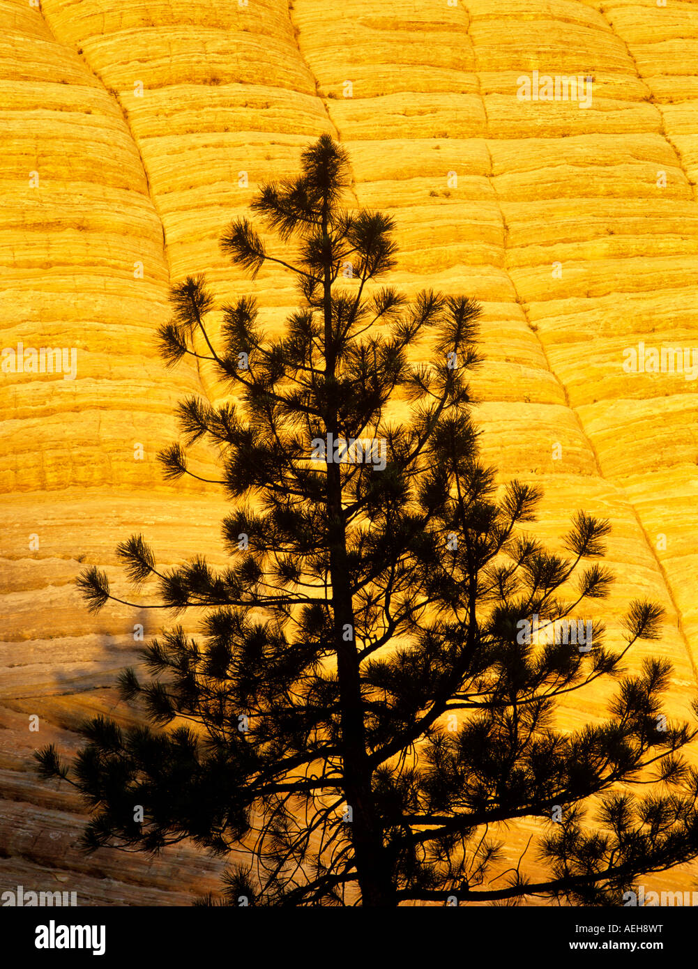 Checkerboard formation hi-res stock photography and images - Alamy