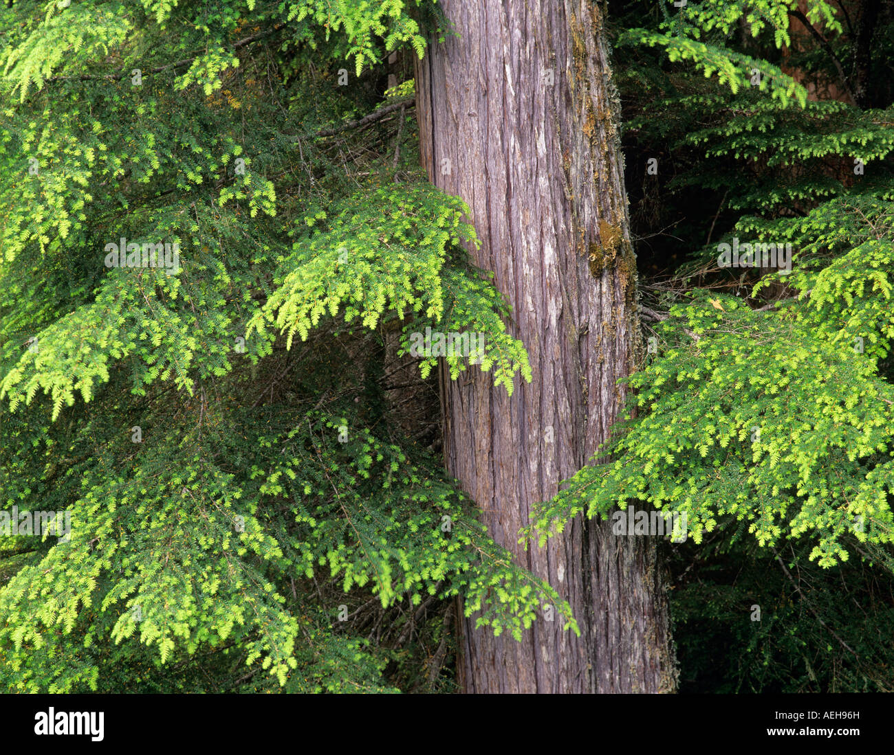 New growth on Hemlock trees Olympic National Park Washington Stock