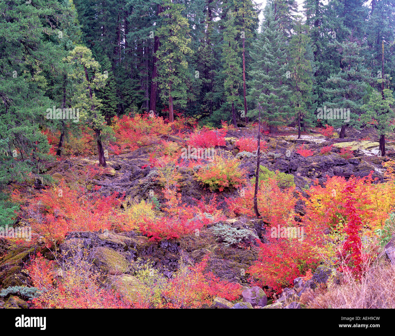 Vine Maple in fall color in AA lava Near Santiam Pass Oregon Stock Photo