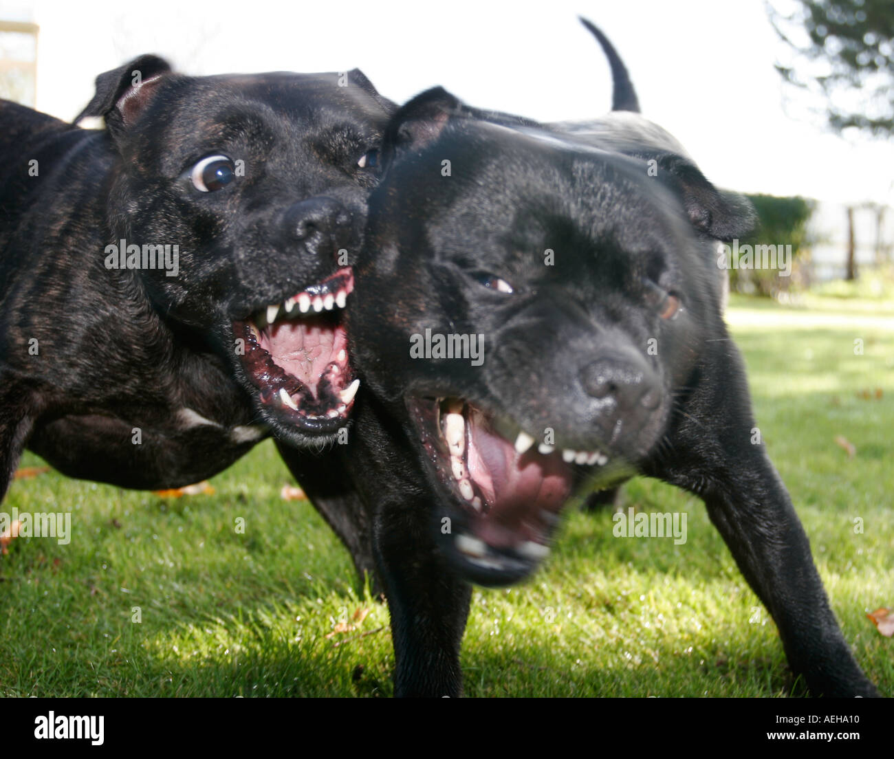 Bull terrier hotsell fighting dog