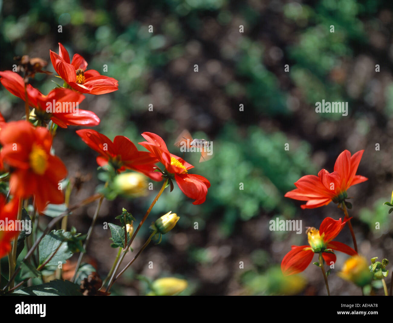 dolomites, northern italy, hummingbird flying from flower to flower in an italian country garden Stock Photo