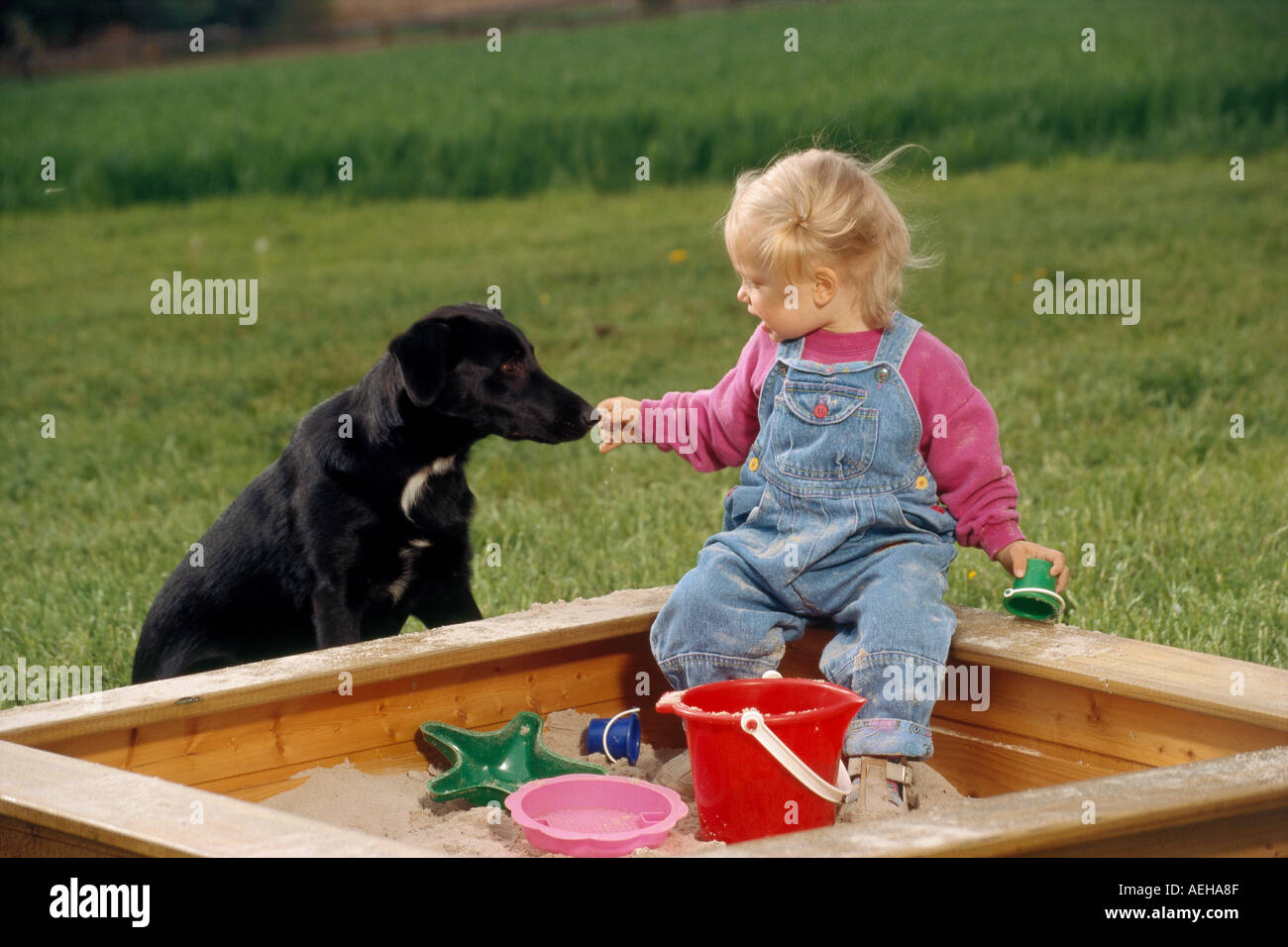 hybrid dog beside infant at sandbox Stock Photo Alamy