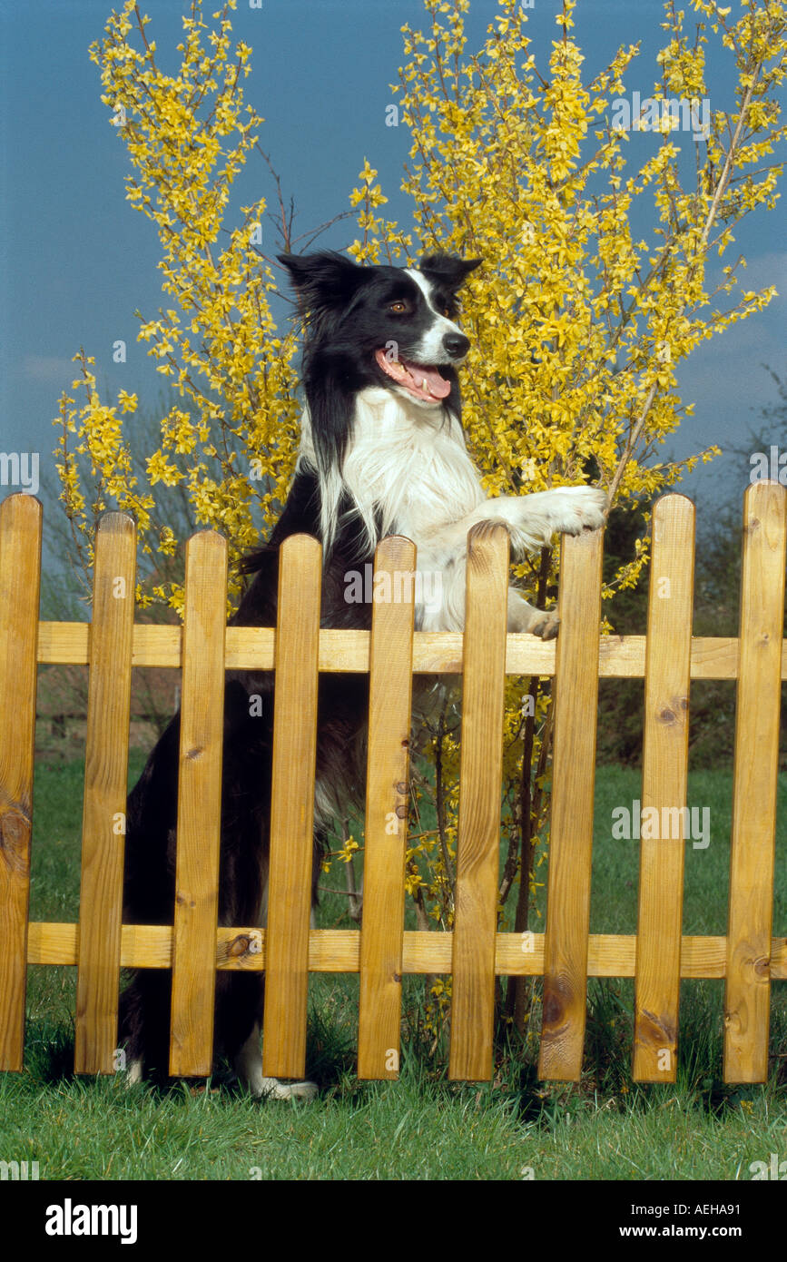 Dog Border Collie / adult (red merle) standing in a meadow Stock Photo -  Alamy