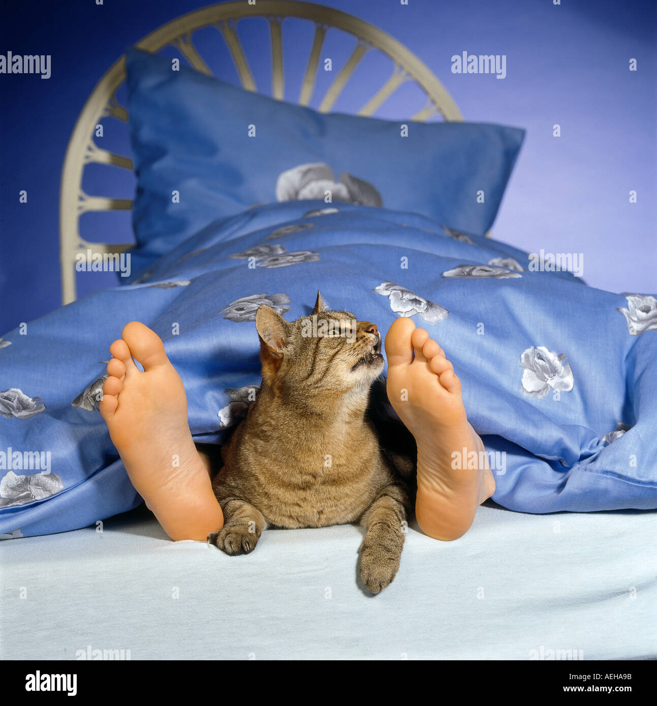 domestic cat in bed sniffing at feet Stock Photo Alamy