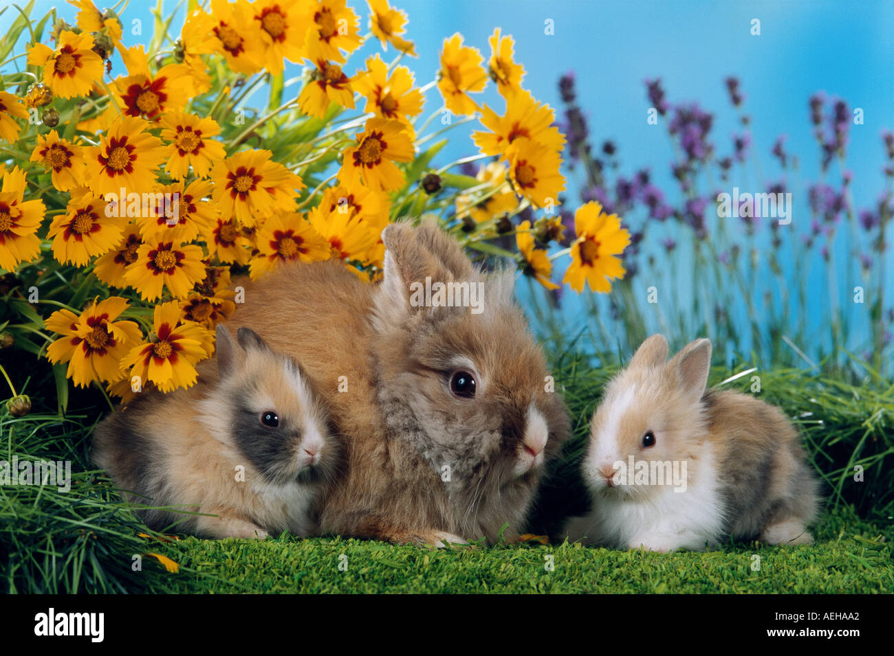 pygmy rabbit with two cubs / Sylilagus idahoensis / Brachylagus idahoensis Stock Photo