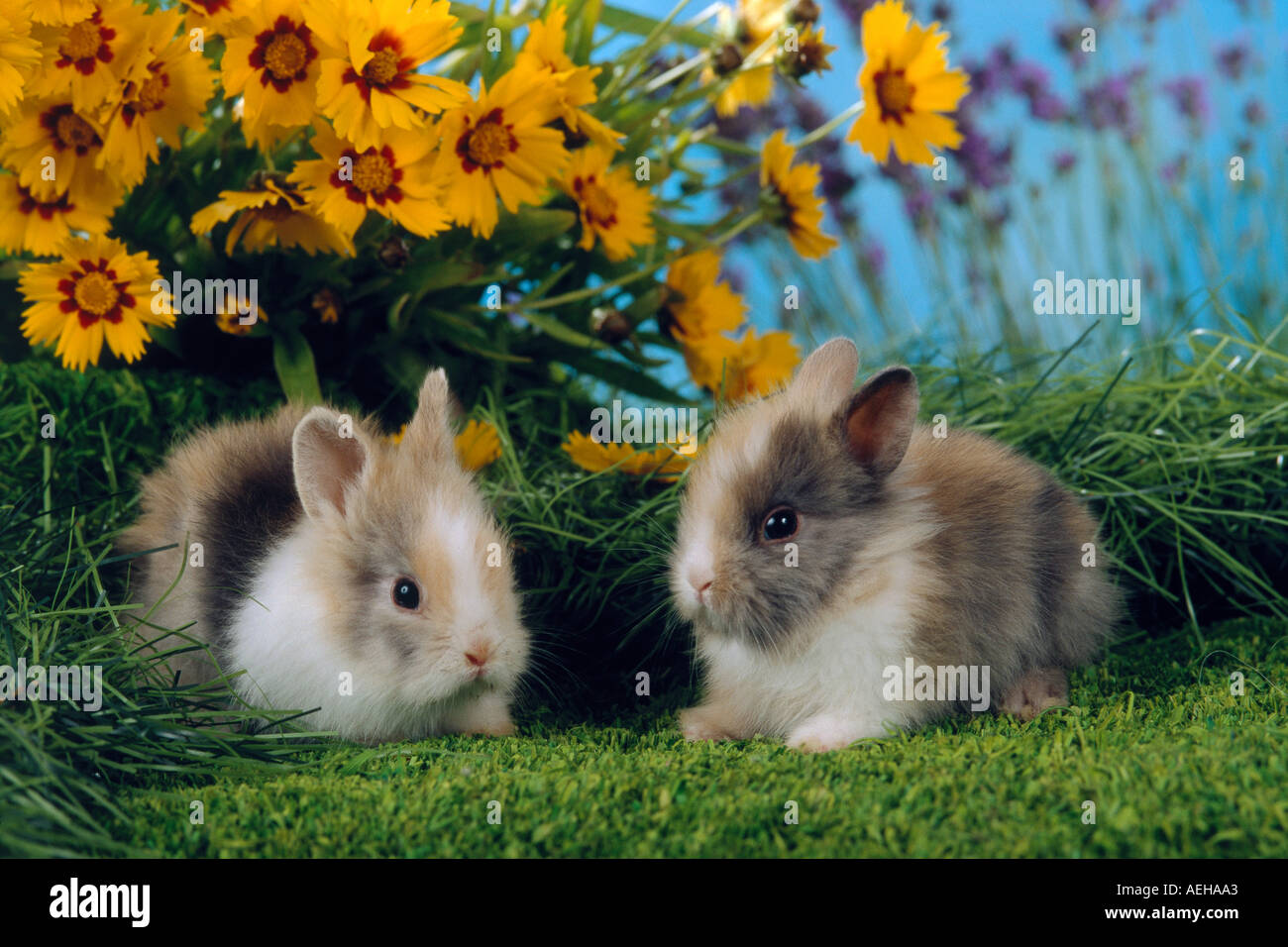 two young pygmy rabbits in front of flowers / Sylilagus idahoensis / Brachylagus idahoensis Stock Photo