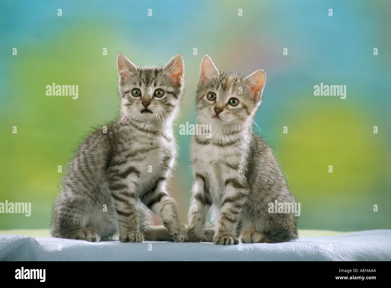 two young domestic cats - sitting Stock Photo - Alamy
