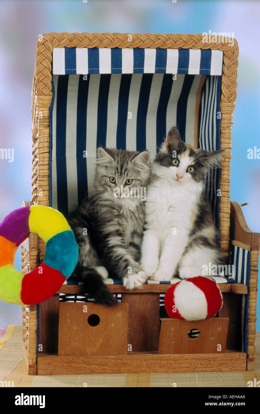 two kittens in beach chair Stock Photo Alamy