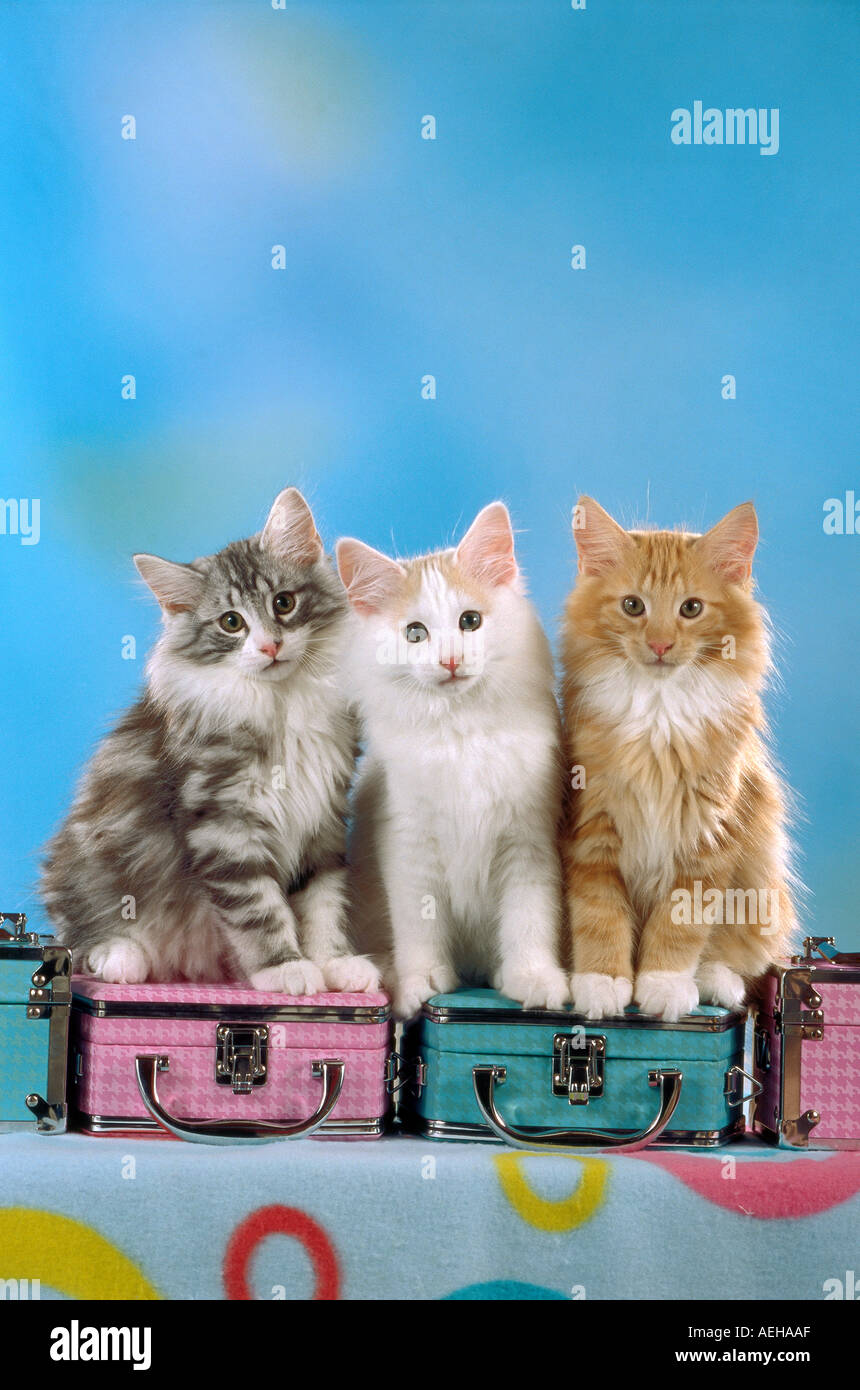 three young Norwegian forest cats - sitting Stock Photo