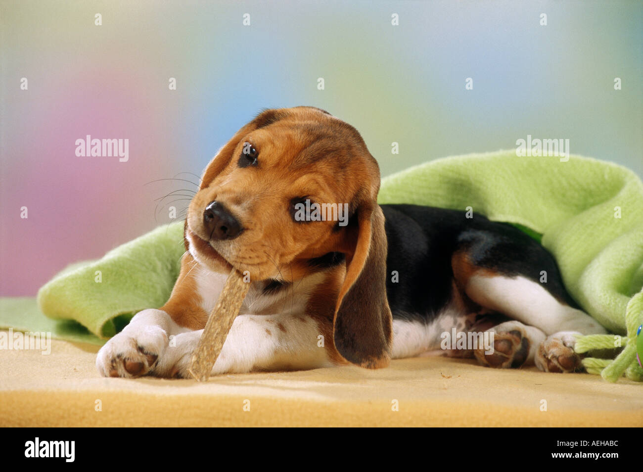 Beagle dog puppy with treat Stock Photo Alamy